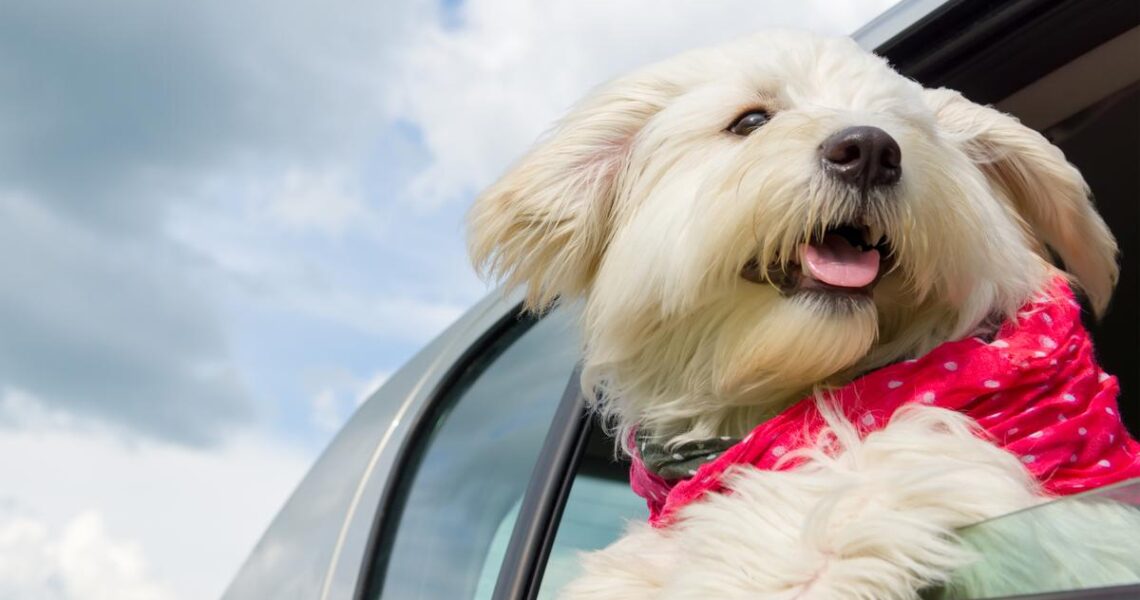 Road Trip Essentials for Pets: Must-Have Items for Traveling Together