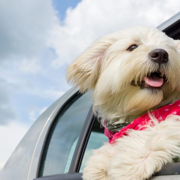 Road Trip Essentials for Pets: Must-Have&hellip;