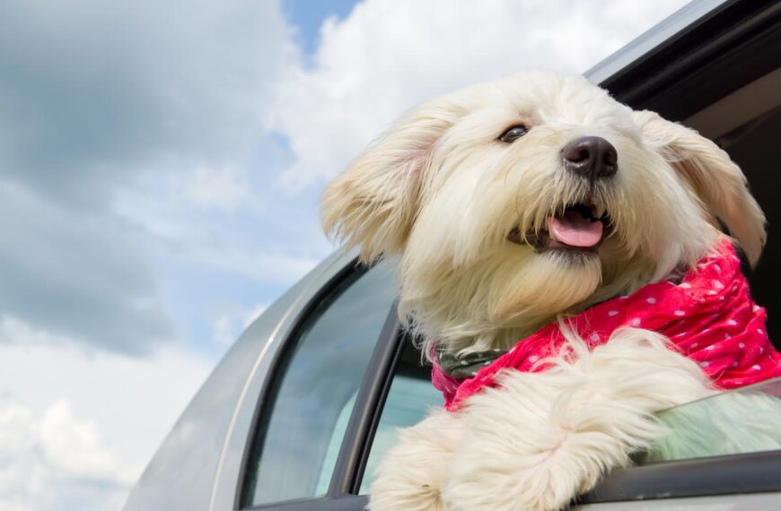Road Trip Essentials for Pets: Must-Have Items for Traveling Together