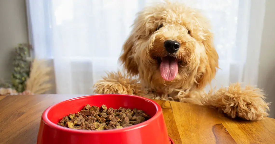 Understanding Your Dog's Nutritional Needs: A Guide to Choosing the Right Food 7 Understanding Your Dog’s Nutritional Needs: A Guide to Choosing the Right Food