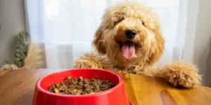 Dog's Nutritional Need