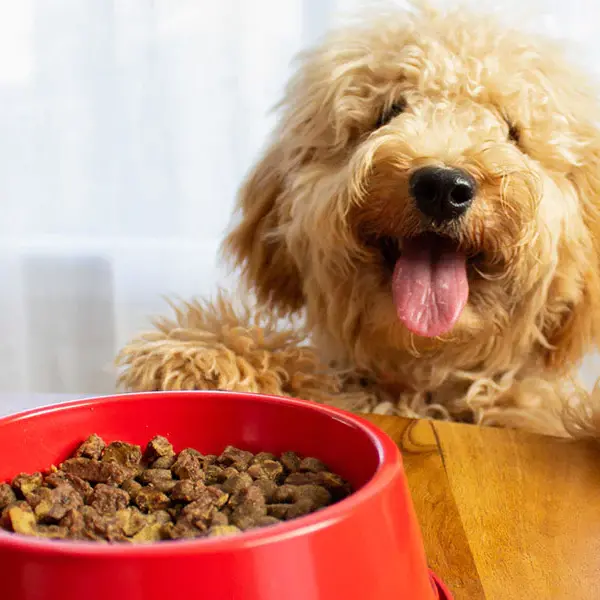 Dog's Nutritional Need