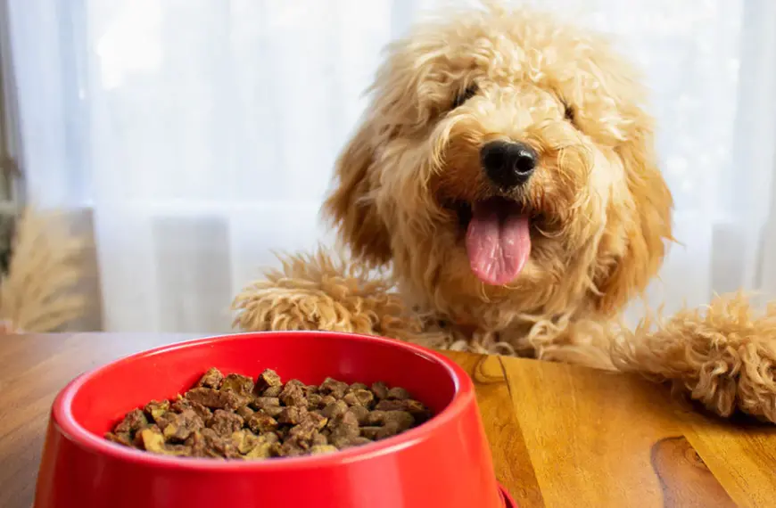 Dog's Nutritional Need