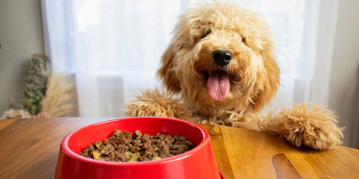 Dog's Nutritional Need