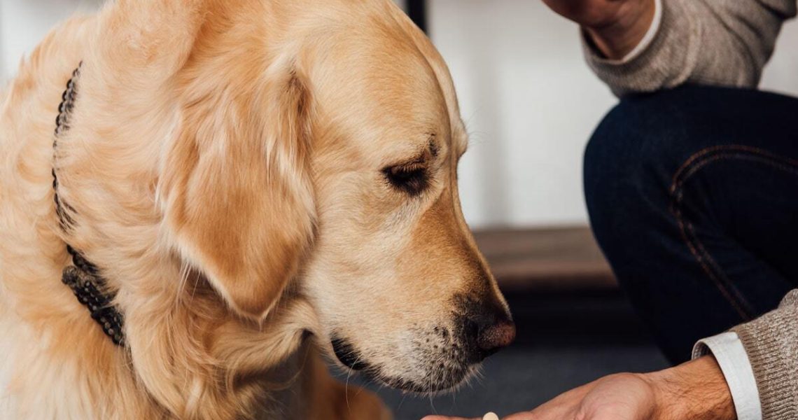 The Role of Pet Supplements in Nutrition: What You Need to Know 6 The Role of Pet Supplements in Nutrition: What You Need to Know