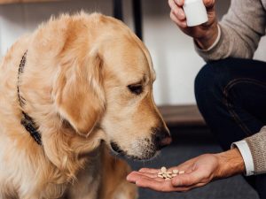 The Role of Pet Supplements in Nutrition: What You Need to Know