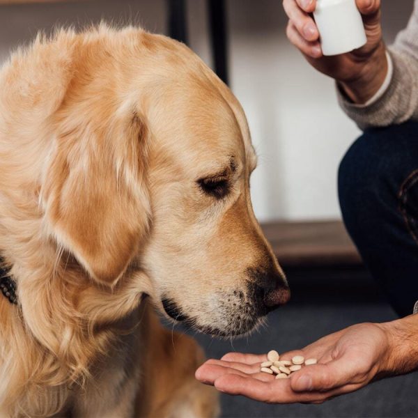 The Role of Pet Supplements in&hellip;