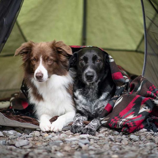 camping with your dog