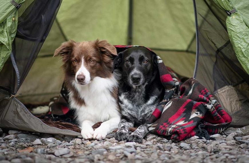 camping with your dog
