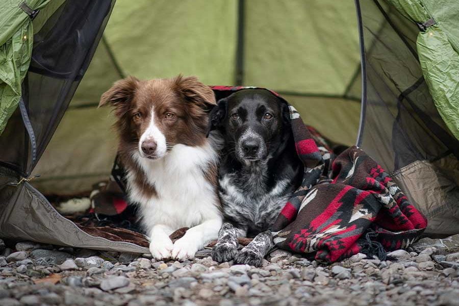 Camping with Your Dog: Tips for a Memorable Outdoor Adventure