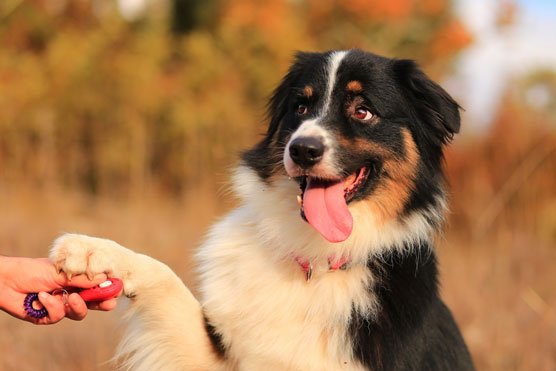 Tips for Leash Training Your Dog: Enjoying Stress-Free Walks Together