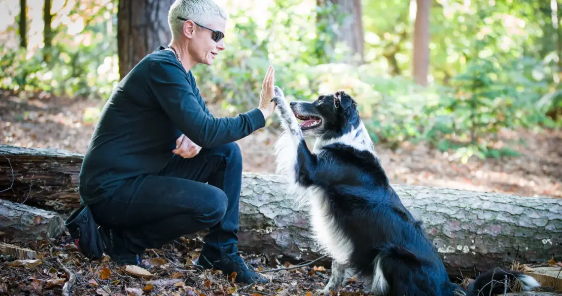 Basic Obedience Training for Dogs: Key Commands Every Dog Should Know