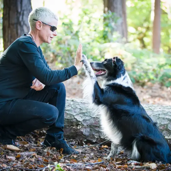 Obedience Training For Dogs