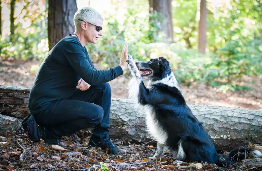 Obedience Training For Dogs