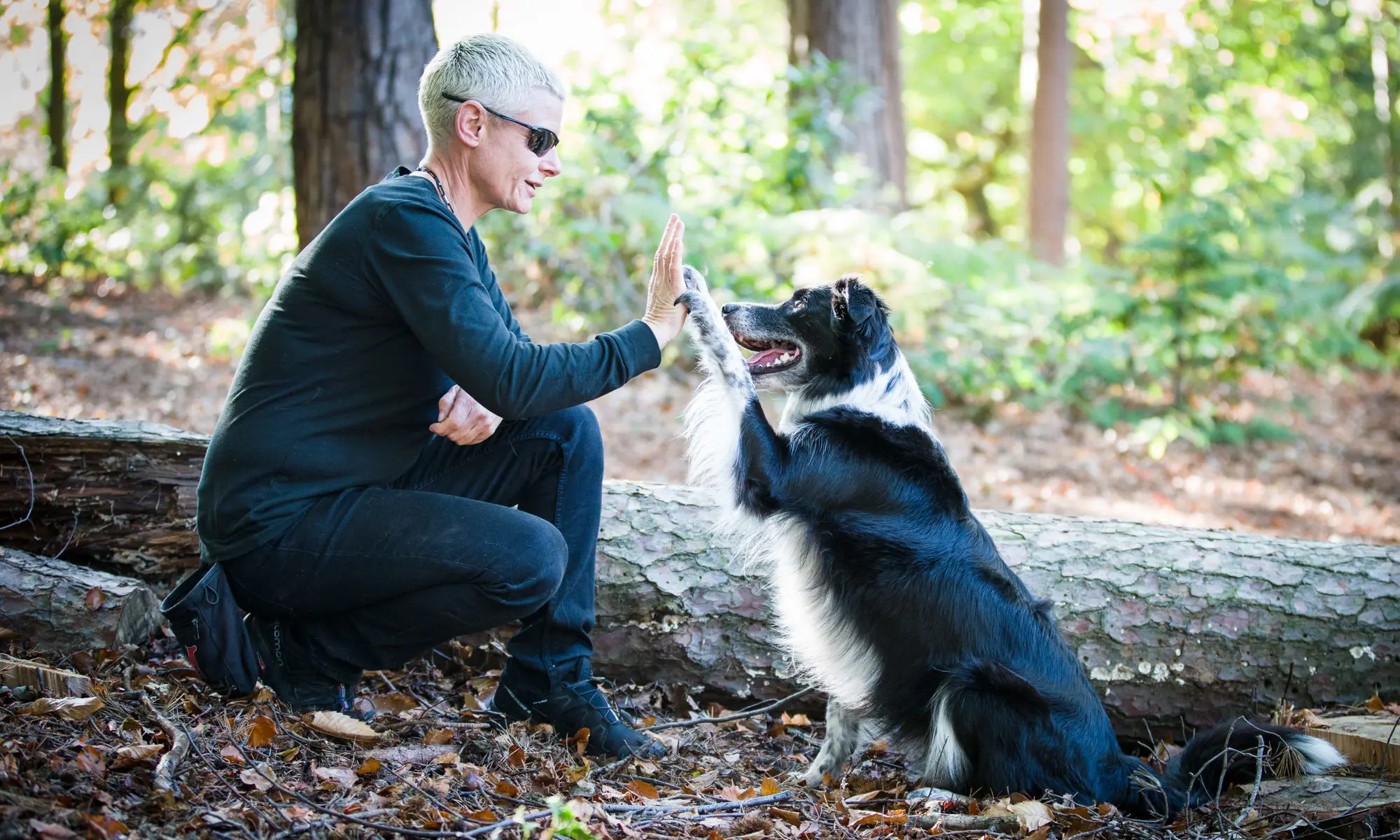 Obedience Training For Dogs
