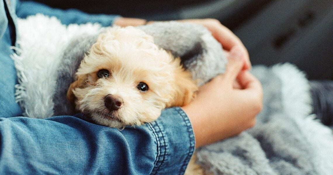 Understanding Common Dog Allergies: Causes, Symptoms, and Treatment 4 Understanding Common Dog Allergies: Causes, Symptoms, and Treatment