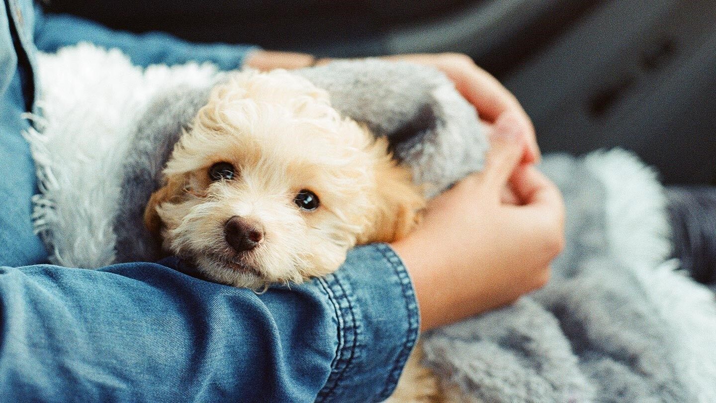 Dog Allergies