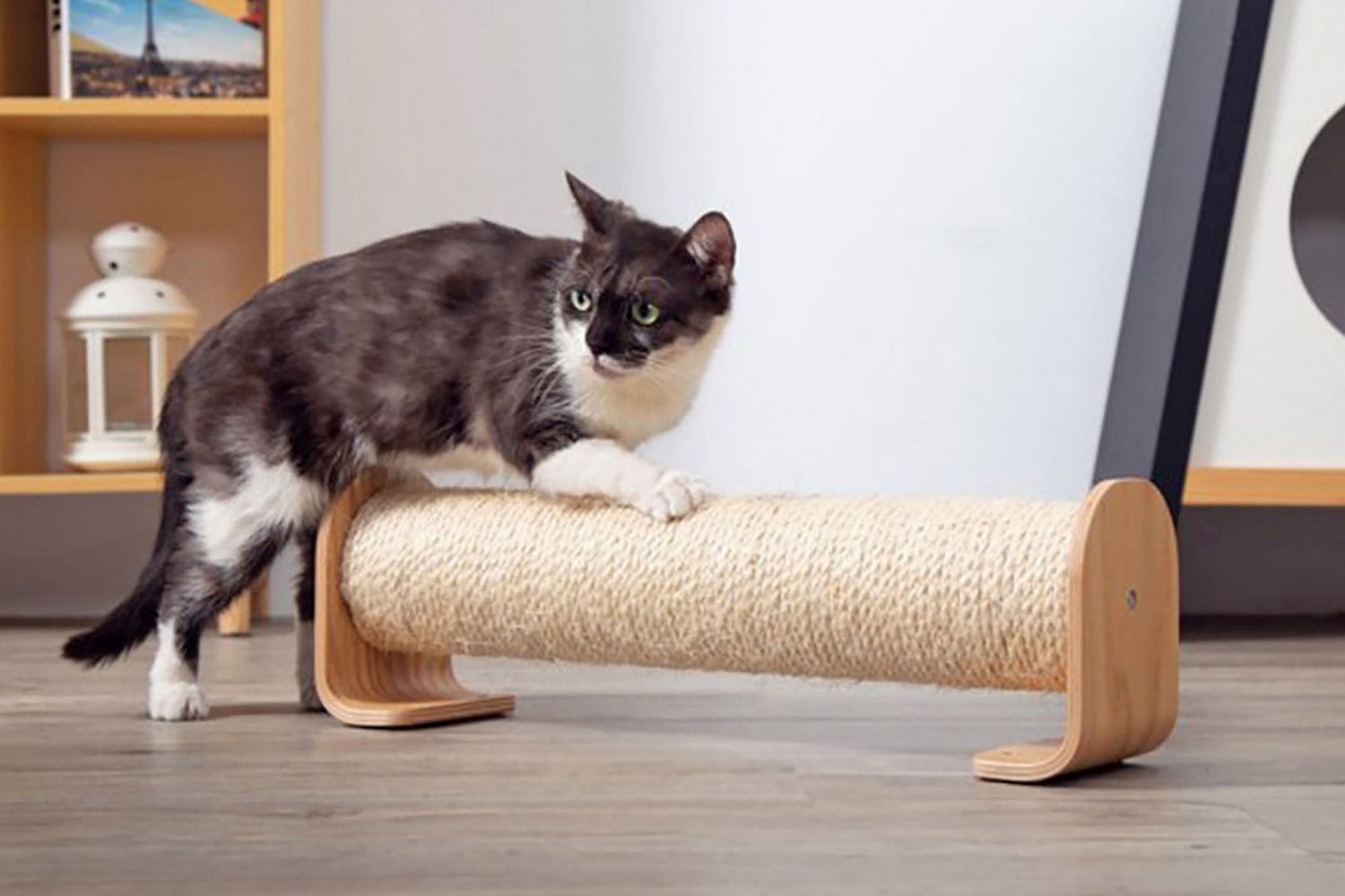 Cat Scratching Solutions: Redirecting and Protecting Your Furniture