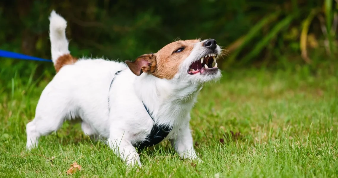 Understanding Dog Aggression: Causes, Prevention, and Training Tips 4 Understanding Dog Aggression: Causes, Prevention, and Training Tips