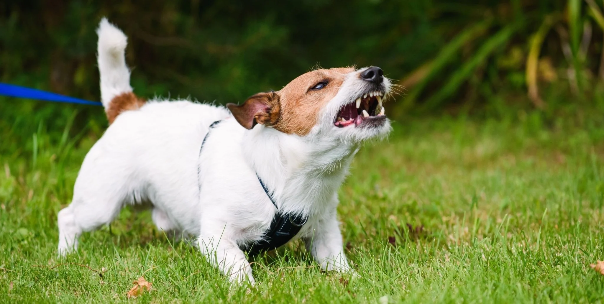 dog aggression