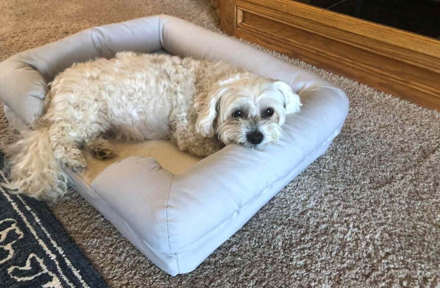 The Best Dog Beds for Comfort and Quality Sleep: Our Top Picks