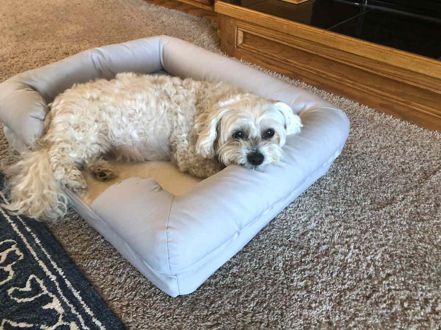 dog beds