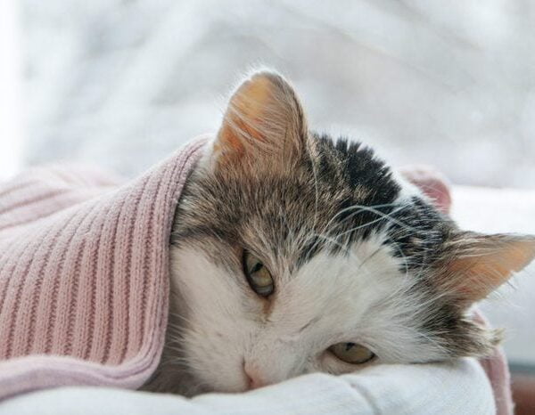 Health Issues in Cat