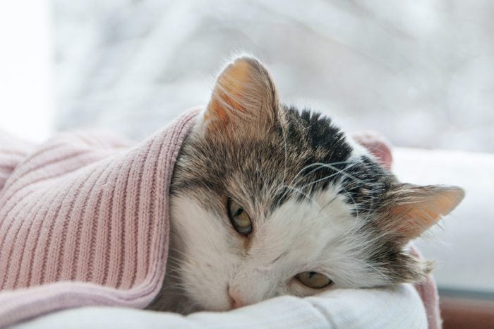 Health Issues in Cat