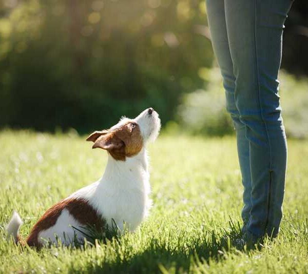 Teach Your Dog to Sit