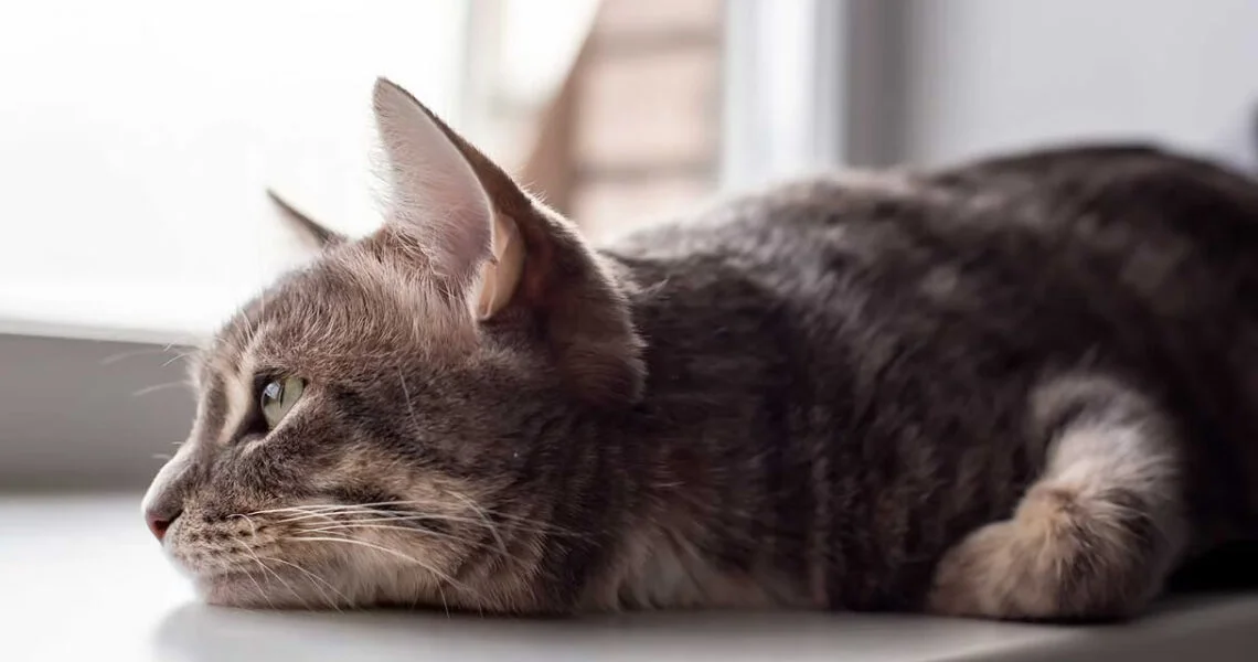 Recognizing Signs of Illness in Cats: When to Seek Veterinary Care