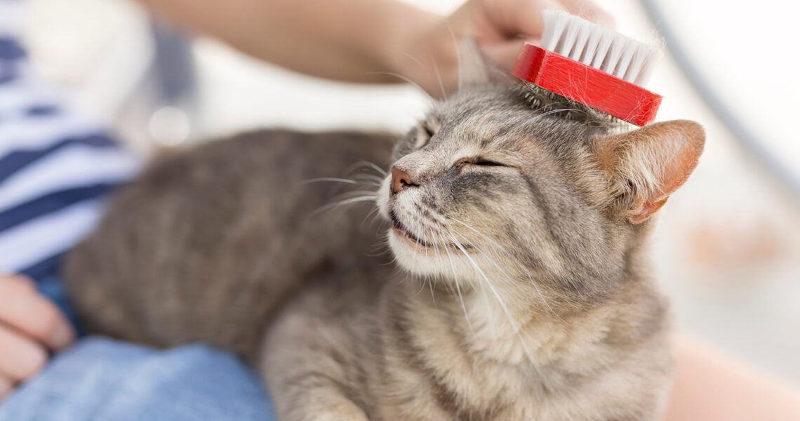 The Benefits of Regular Grooming for Cats: Tips for a Well-Maintained Coat