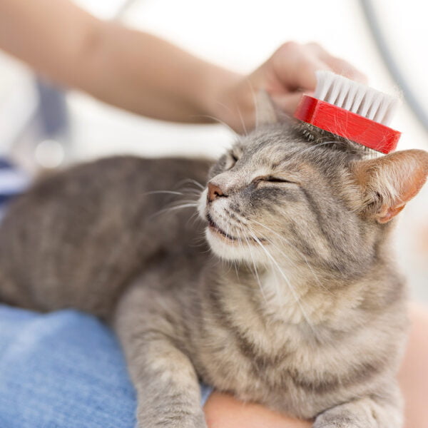 The Benefits of Regular Grooming for…