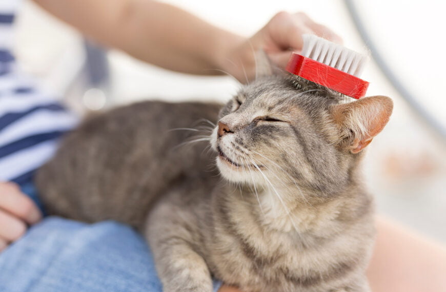 The Benefits of Regular Grooming for Cats: Tips for a Well-Maintained Coat