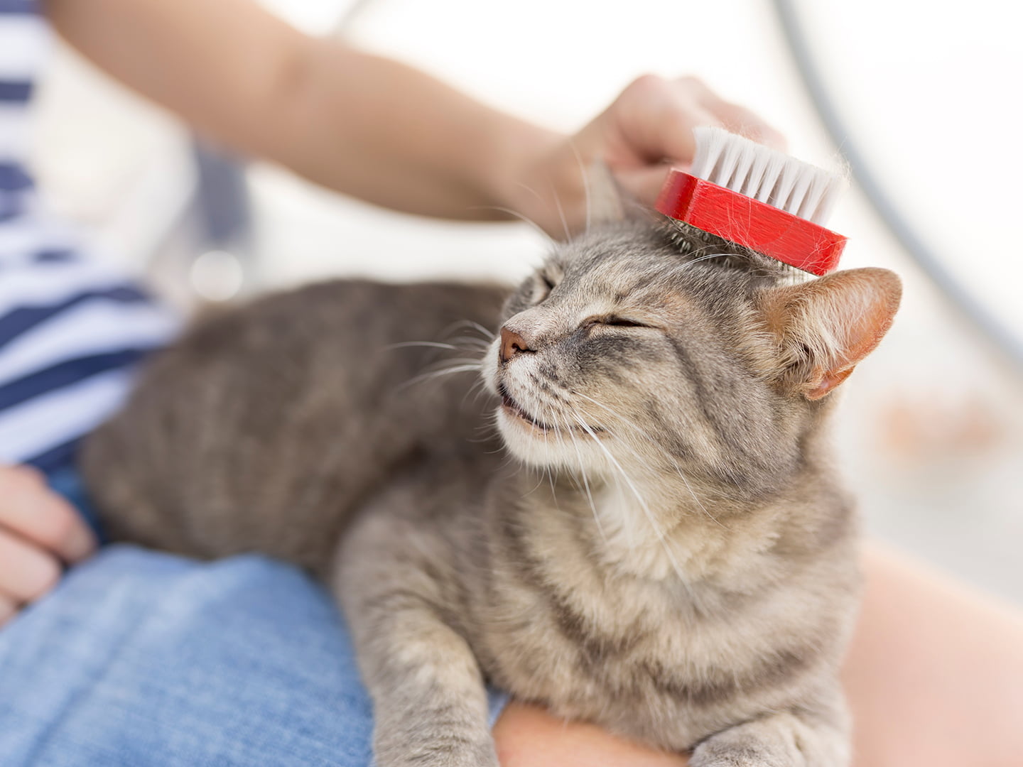The Benefits of Regular Grooming for Cats: Tips for a Well-Maintained Coat