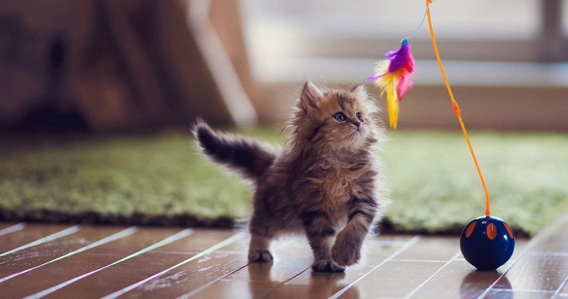 Cat Toys: Interactive and Engaging Options to Keep Your Cat Entertained