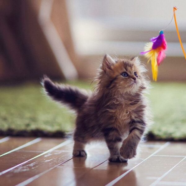 Cat Toys: Interactive and Engaging Options to Keep Your Cat Entertained