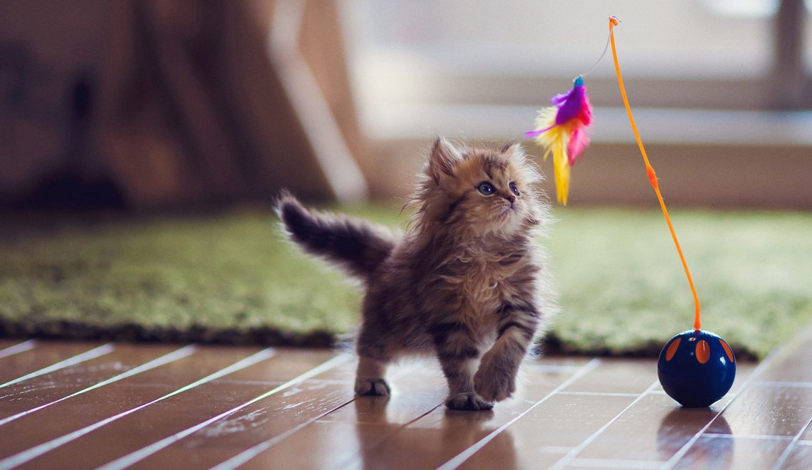 cat toys