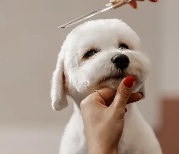 Must-Have Grooming Tools for Dogs: Keeping Your Pet’s Coat Healthy
