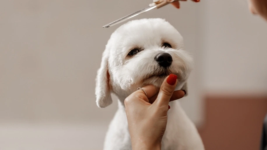 grooming tools for dog