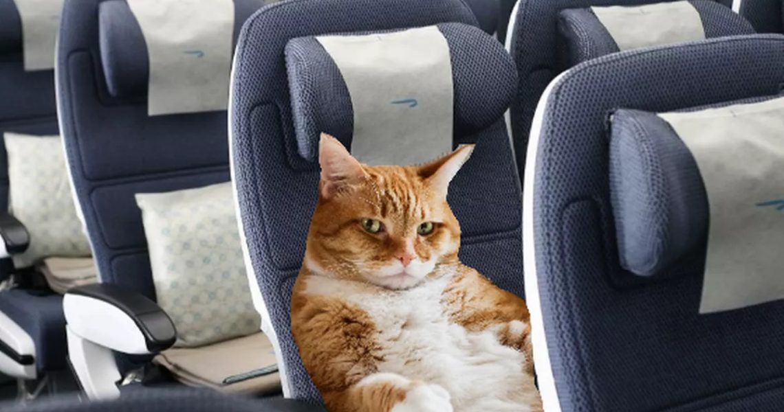 Flying with Your Cat: Guidelines for Safe and Comfortable Air Travel 3 Flying with Your Cat: Guidelines for Safe and Comfortable Air Travel