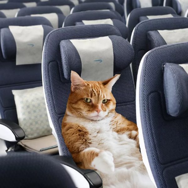 flying with your cat