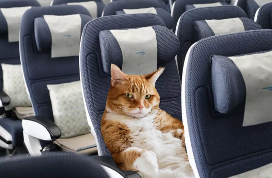 flying with your cat