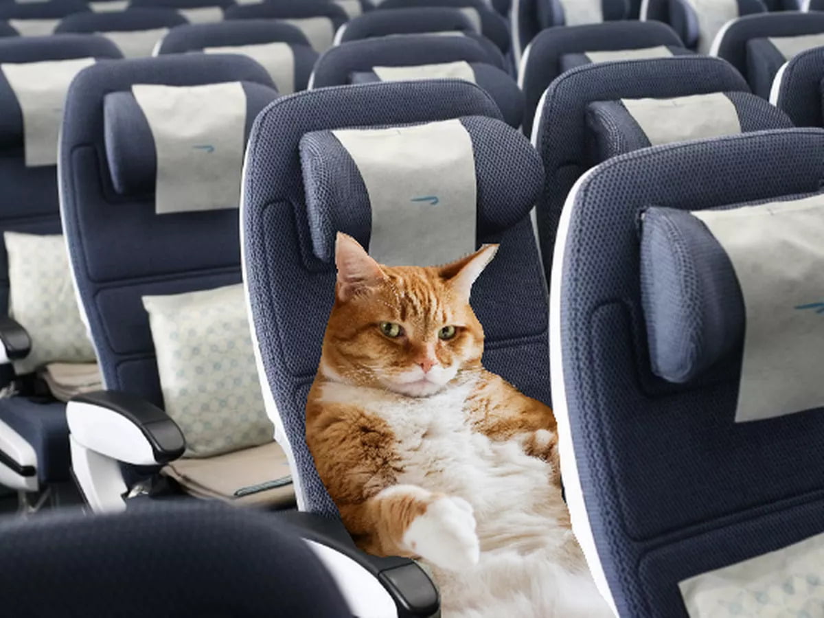 flying with your cat