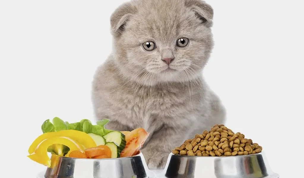 Cat Food Reviews: Our Top Picks for High-Quality and Nutritious Meals