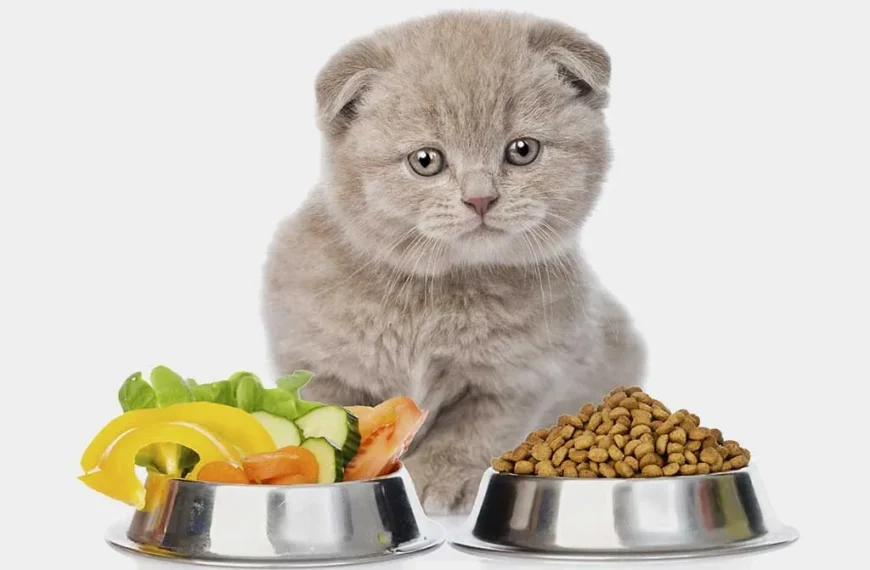 Cat food reviews