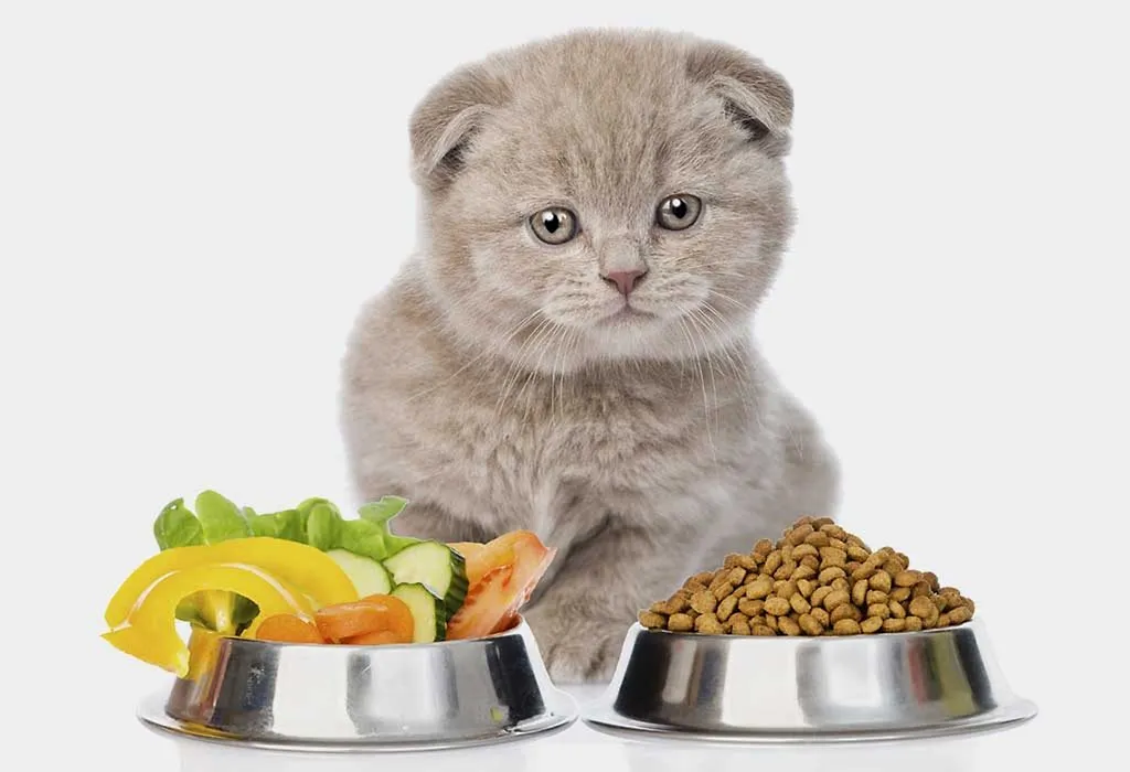 Cat food reviews