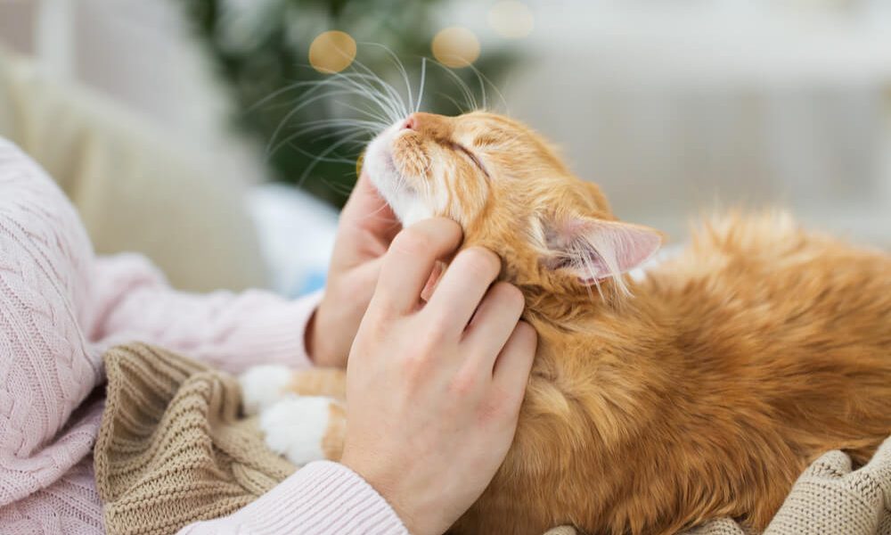 Understanding Cat Behavior: Decoding Feline Body Language 8 Understanding Cat Behavior: Decoding Feline Body Language