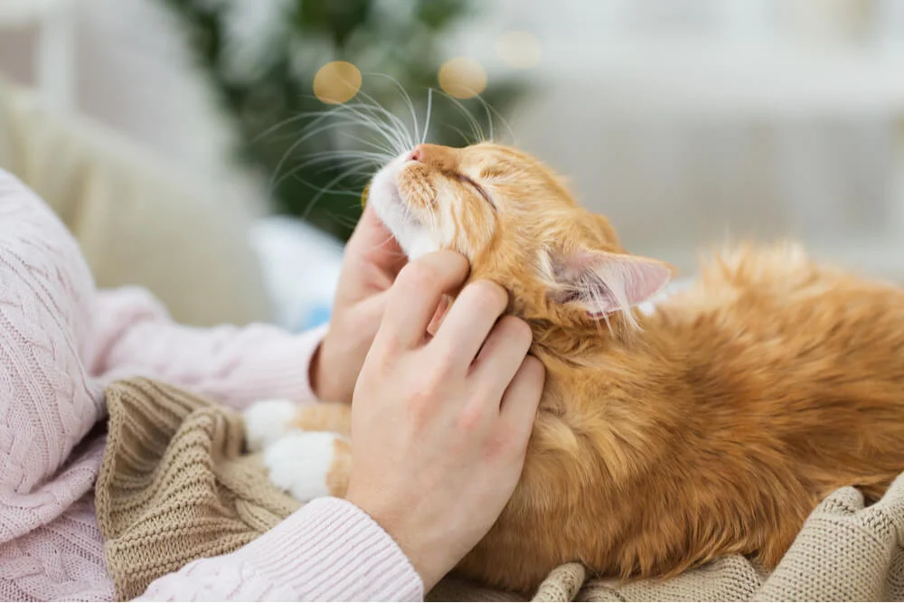 cat behavior