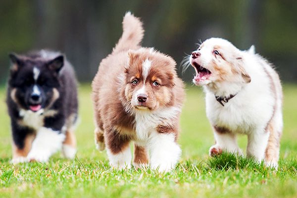 Socializing Your Puppy