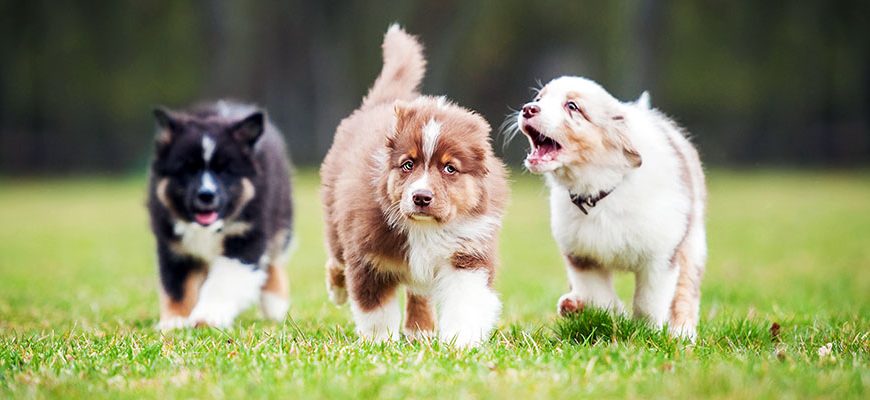 Socializing Your Puppy